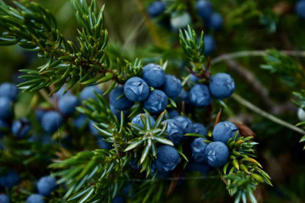 Top 50 Antioxidant Rich Foods:  Blueberries