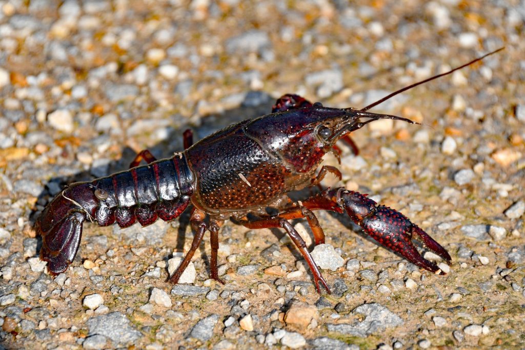 Crayfish vs Lobsters