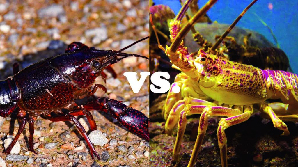Crayfish vs Lobstеrs